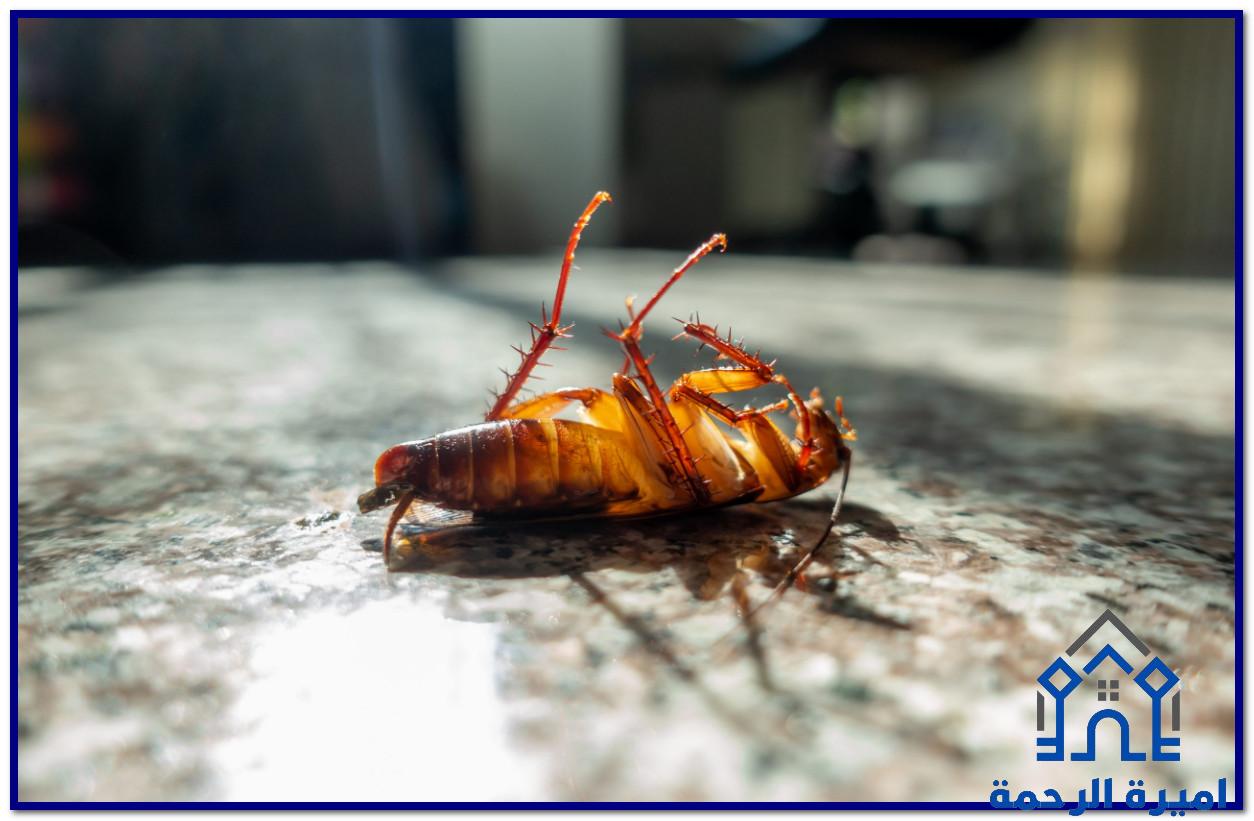 شركة مكافحة الصراصير بالاحساء