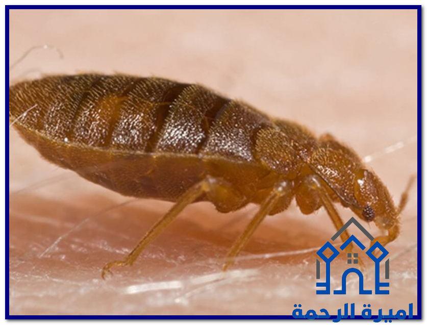 شركة مكافحة بق الفراش بالاحساء