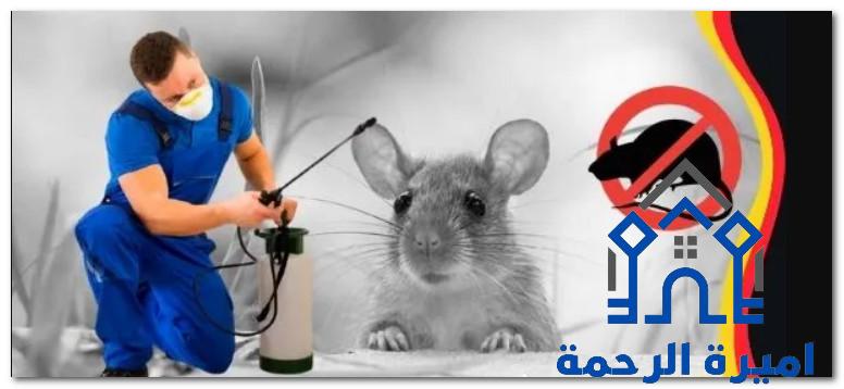 ابادة الفئران بالاحساء