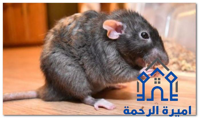 مكافحه الفئران بالاحساء