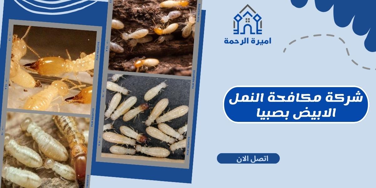 شركة مكافحة النمل الابيض بصبيا
